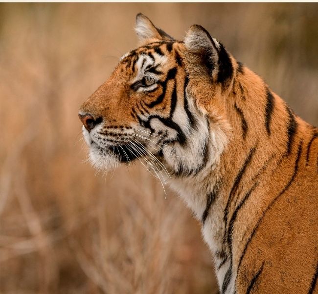 Royal Bengal Tiger Safari - Golden Triangle Tour with Ranthambore